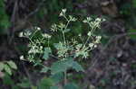 Pale Indian plantain